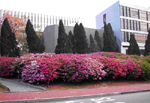 中大校園遍植杜鵑 照片 - 由George C.K. Jor 拍攝
